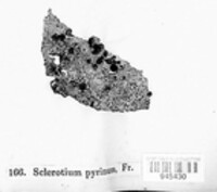 Sclerotium pyrinum image